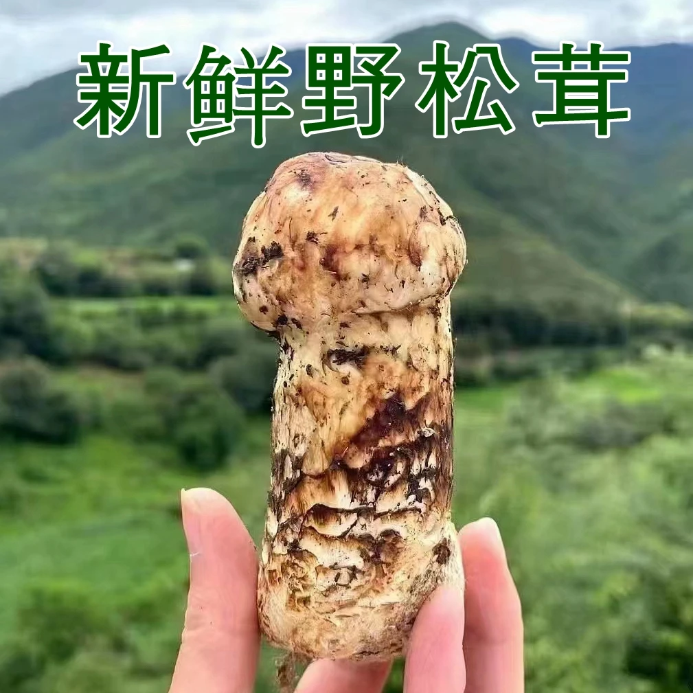 A/顺丰空运/新鲜野生松茸甘孜250g/500g/1000g非云南香格里拉包邮