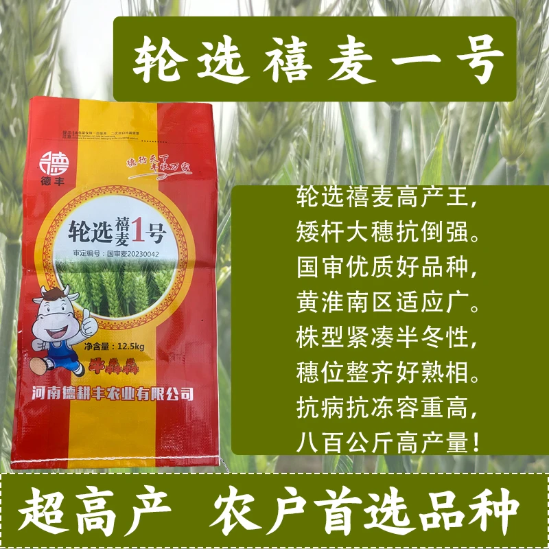 抗冻耐寒 大穗 分蘖强 抗倒  高产 耐穗发芽小麦种 抗病 增产种植