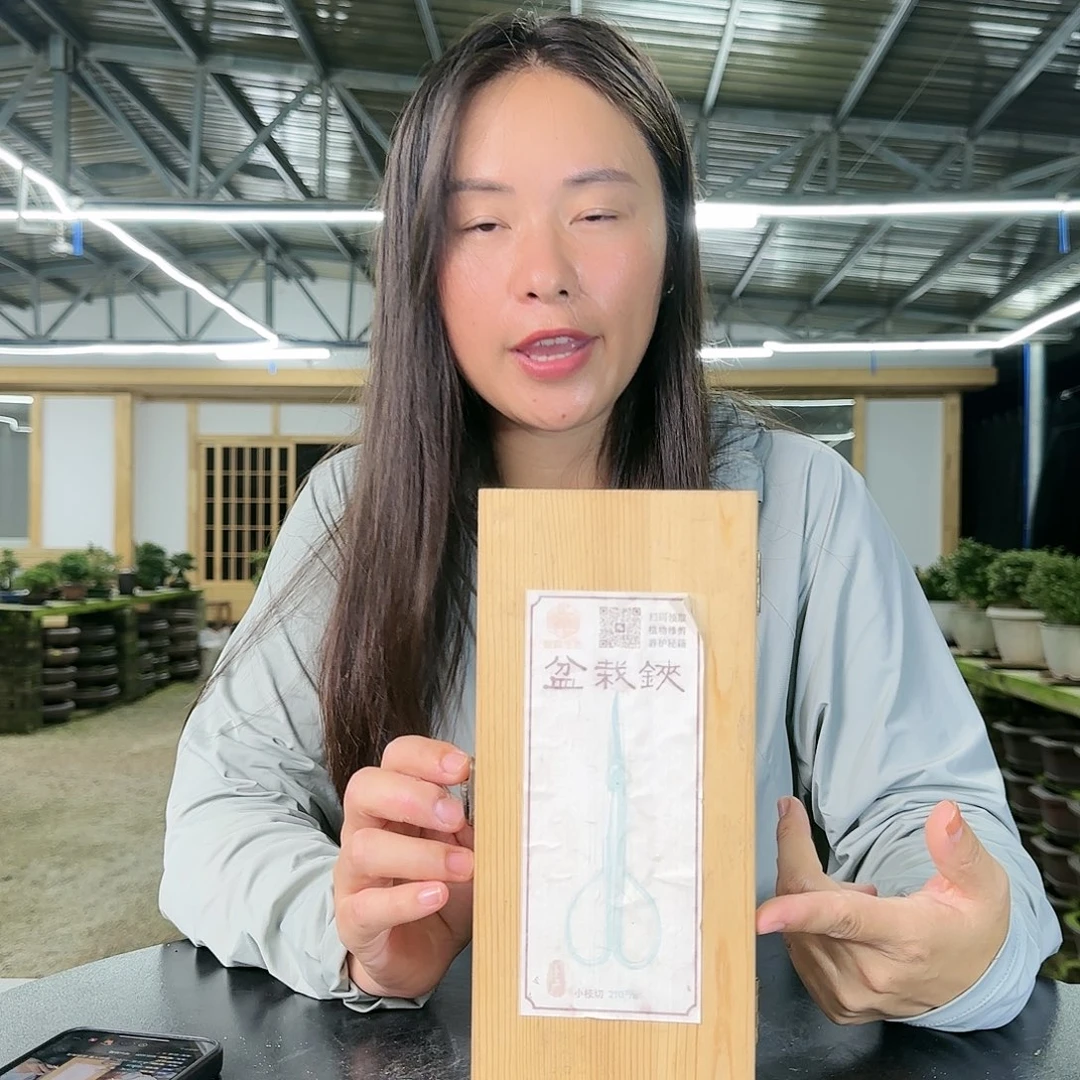 皋月杜鹃盆景剪刀