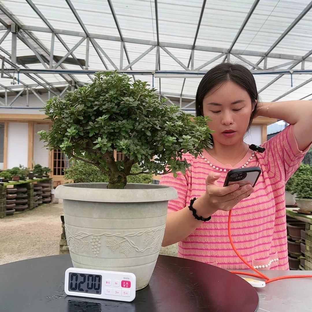 皋月杜鹃盆景元*鹤翁