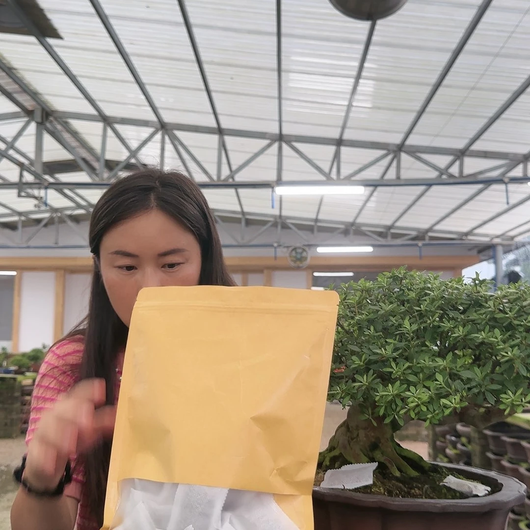 皋月杜鹃盆景许**言肥料250克一袋