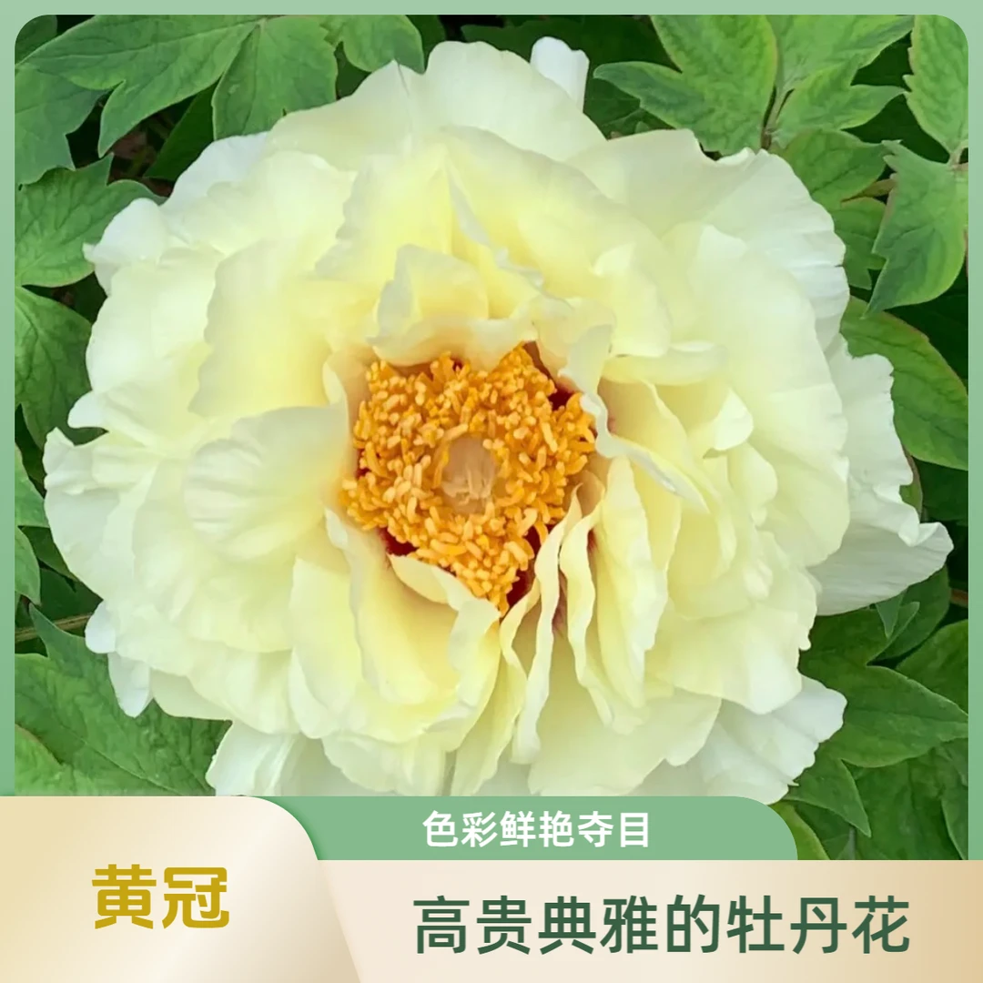 【皇冠专场】洛阳牡丹基地直发庭院栽植包对版