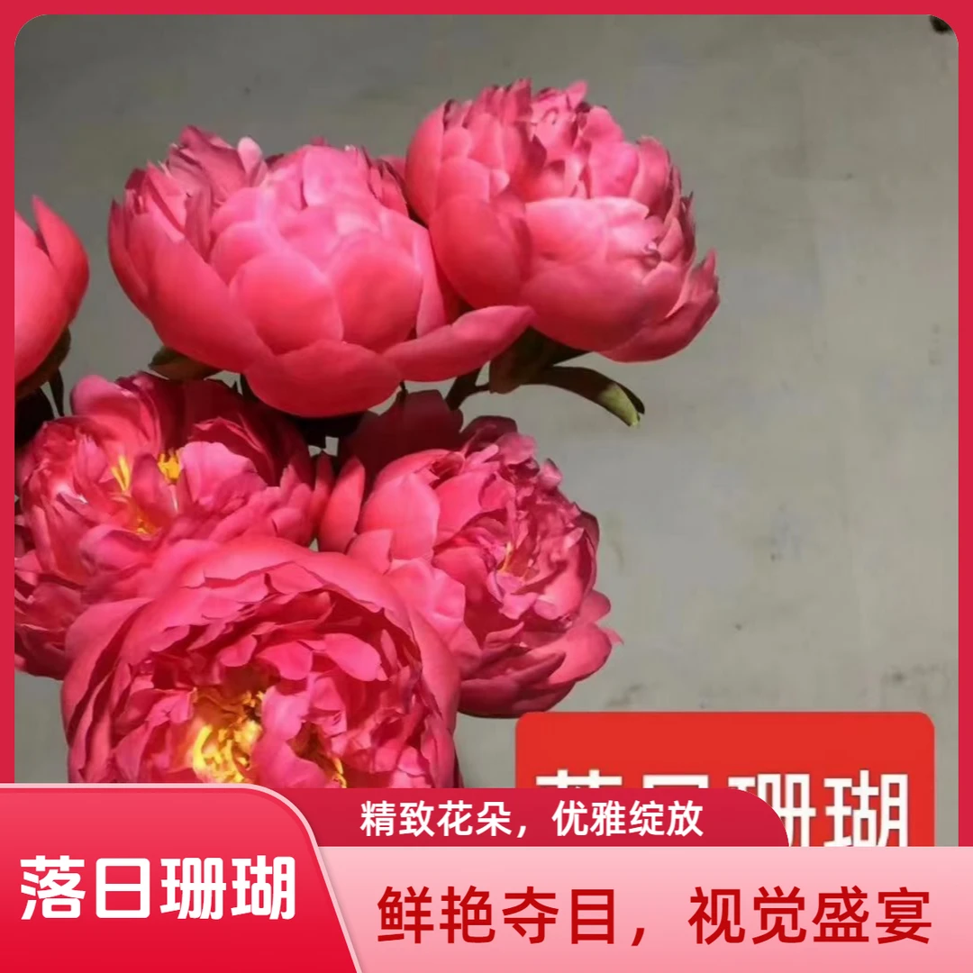 【落日珊瑚】洛阳芍药基地直发庭院栽植包对版
