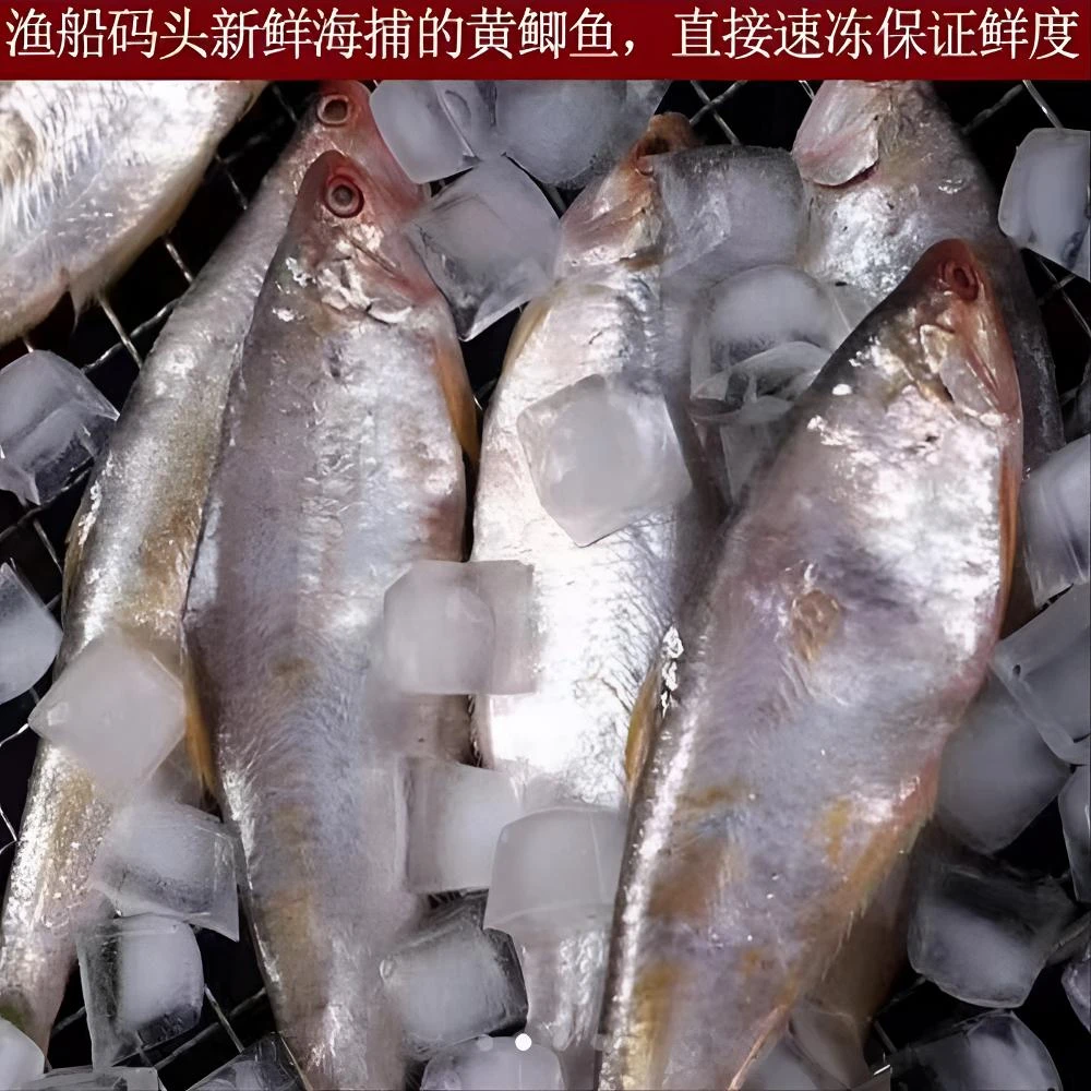 新鲜海捕马口鱼 6斤 黄鲫鱼油扣鱼油炸油煎码头产地冷链速冻直发