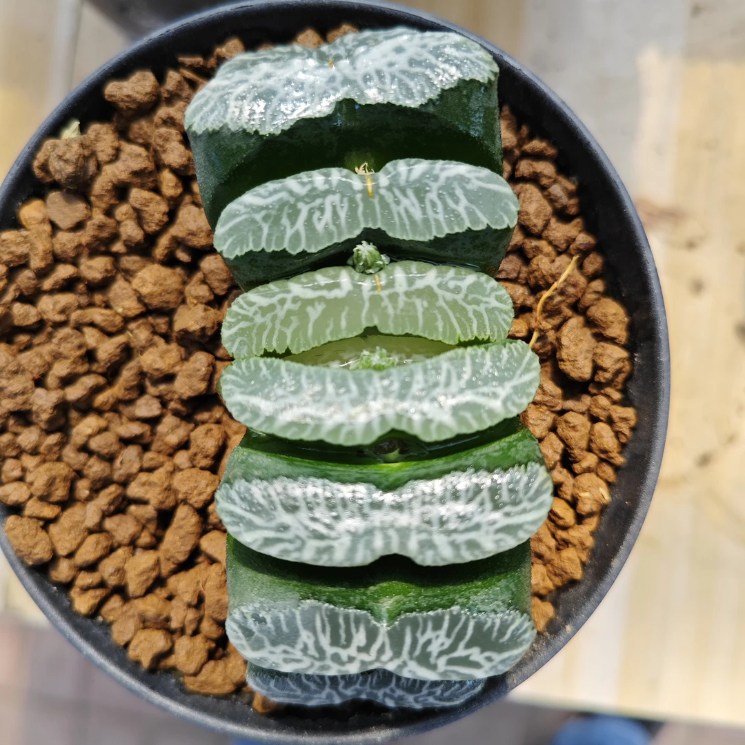 多肉植物十二卷雪光玉扇8-9厘米，带原盆土发货，包邮。