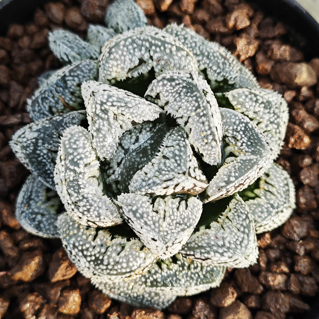 多肉植物十二卷雪兔6厘米，带原盆土发货，包邮。