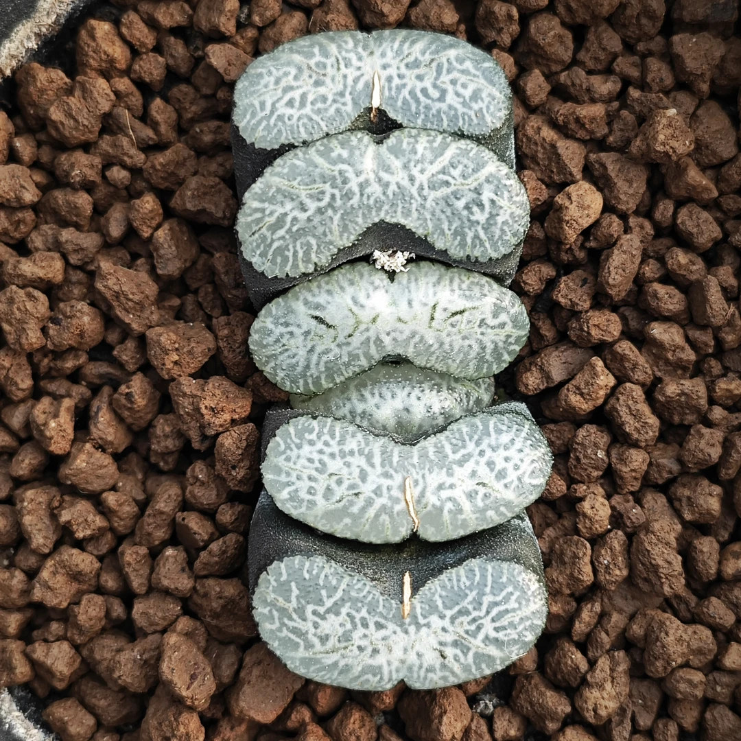 多肉植物十二卷海之蓝玉扇6-7厘米，带原盆土发货，包邮。