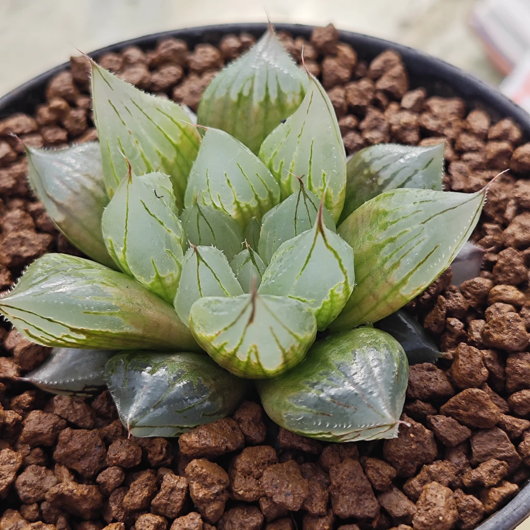 多肉植物十二卷西亚基冰钻6.5厘米，带原盆土发货，包邮。