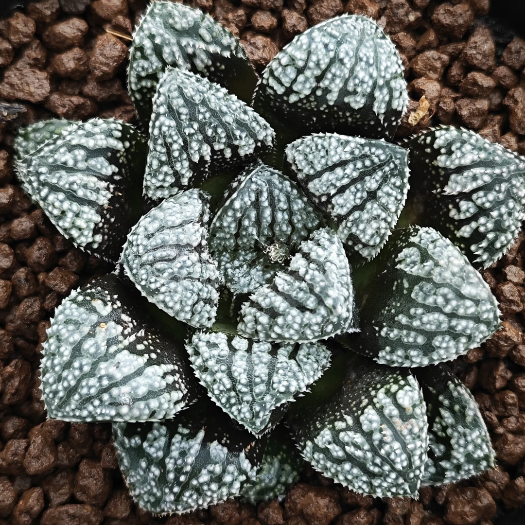多肉植物十二卷蓝钻8厘米，带原盆土发货，包邮。