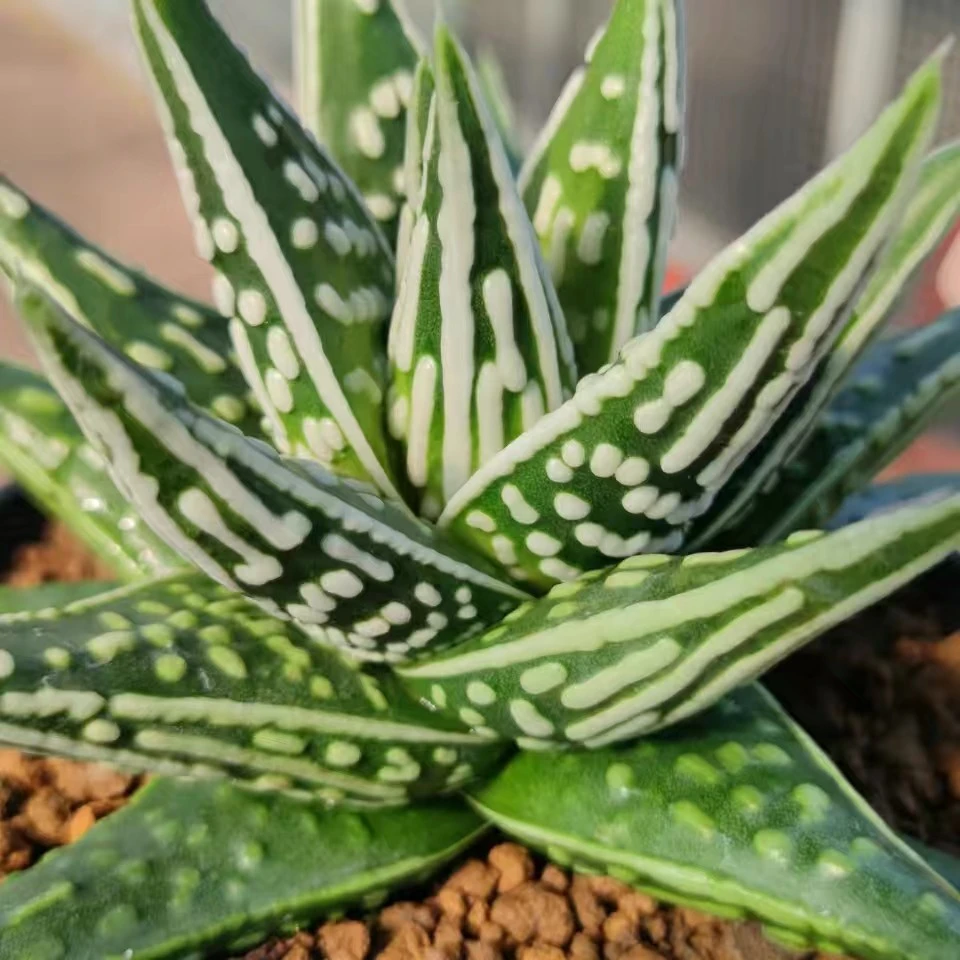 多肉植物硬叶十二卷天使之泪13厘米，带原盆土发货，包邮。