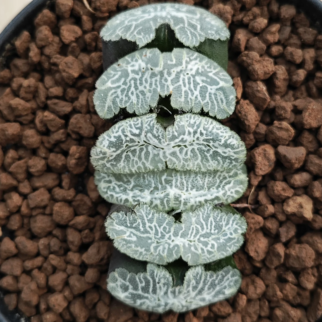 多肉植物十二卷虎姬玉扇7厘米，带原盆土发货，包邮。