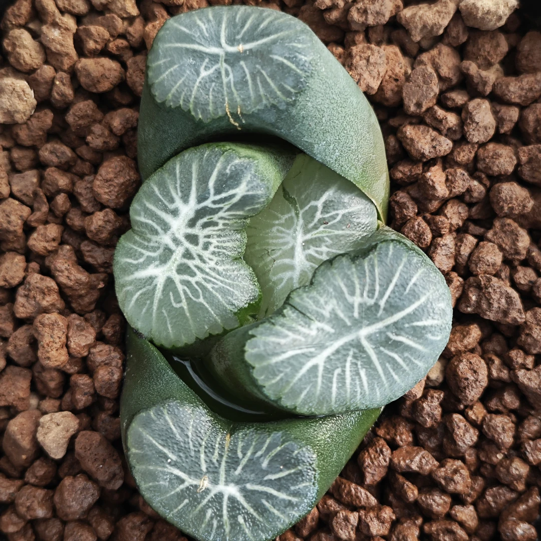 多肉植物十二卷天下一品万象6-7厘米，带原盆土发货，包邮。