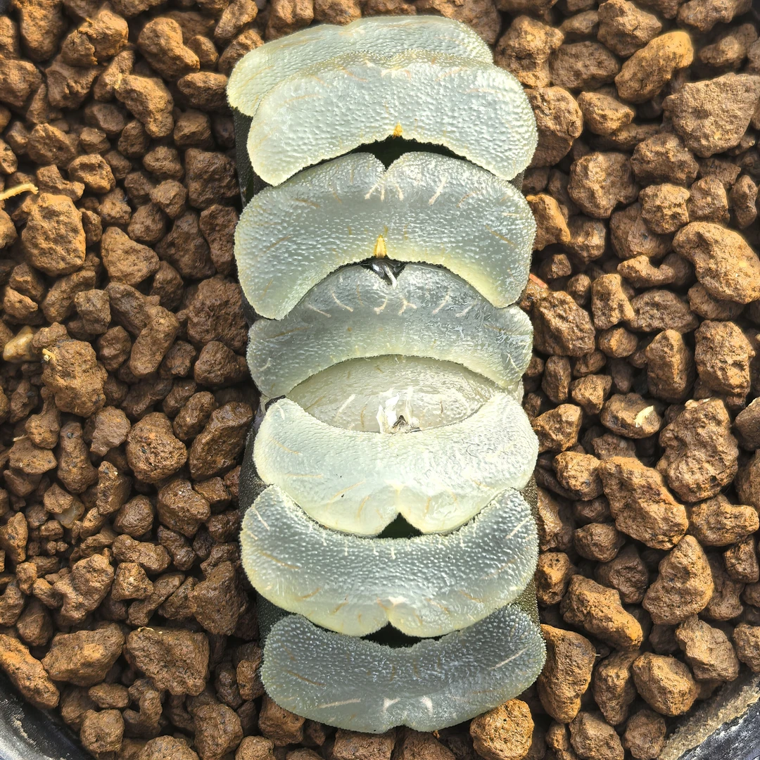 多肉植物十二卷白瓷玉扇6-7厘米，带原盆土发货，包邮。