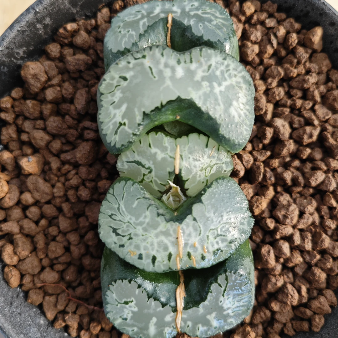 多肉植物十二卷巨凤玉扇9厘米，带原盆土发货，包邮。