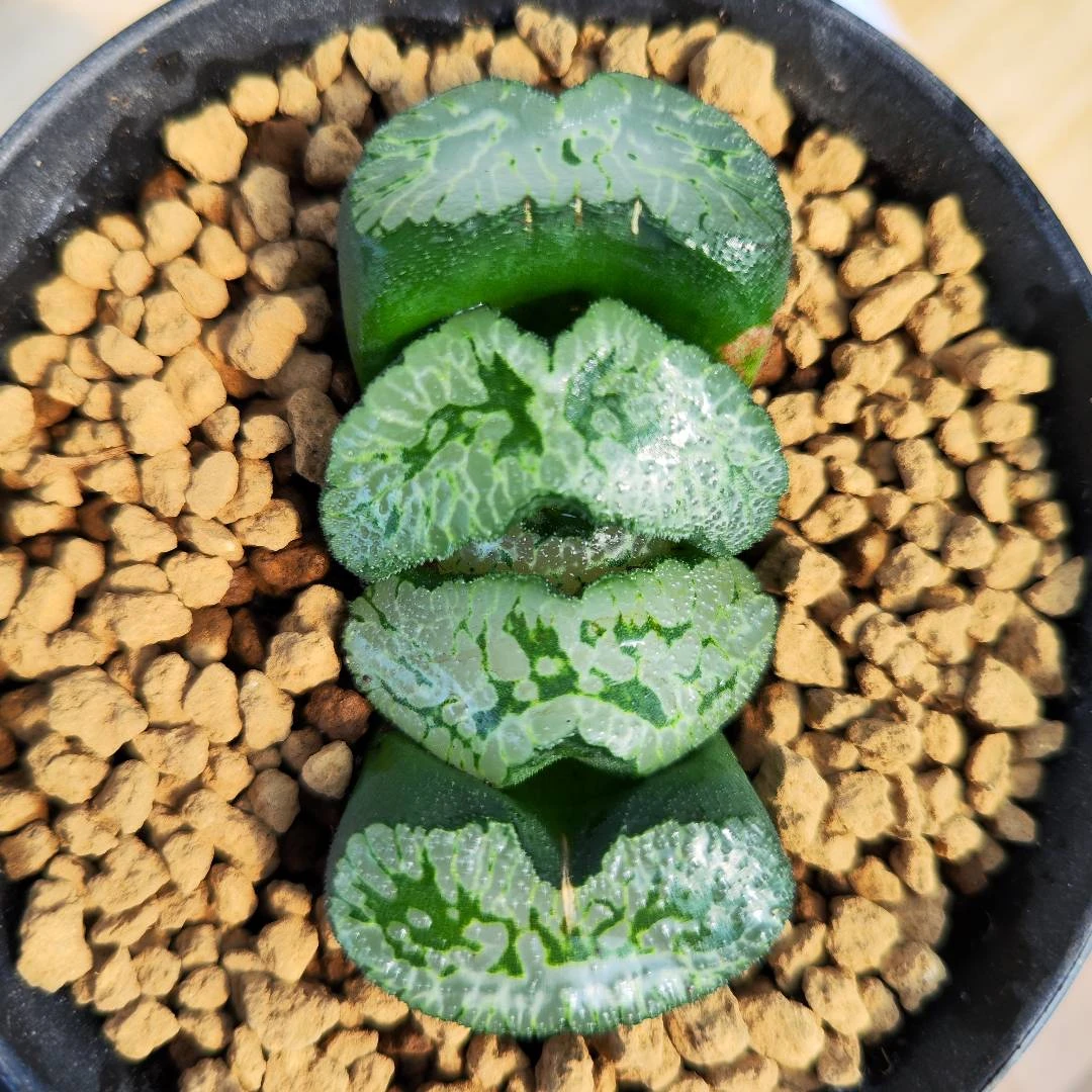 多肉植物十二卷蝴蝶夫人7厘米,带原盆土发货,包邮。