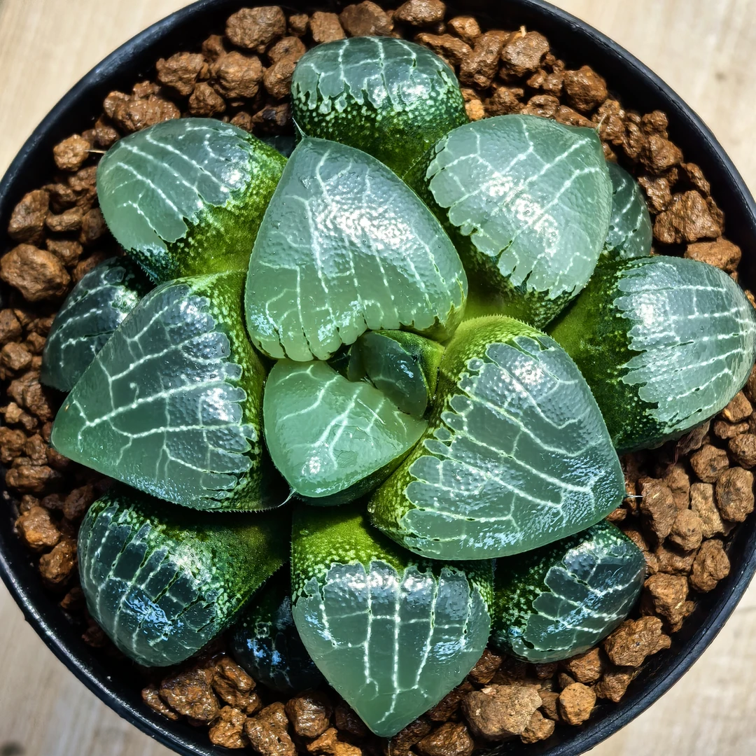 多肉植物十二卷月影8-9厘米，带原盆土发货，包邮