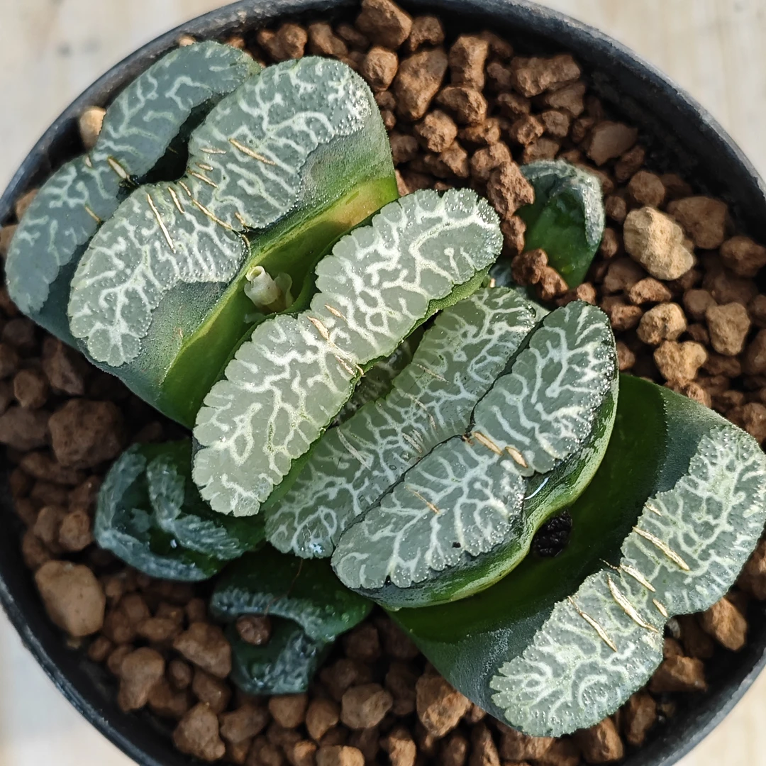 多肉植物十二卷不知名玉扇8.5厘米,带原盆土发货,包邮。