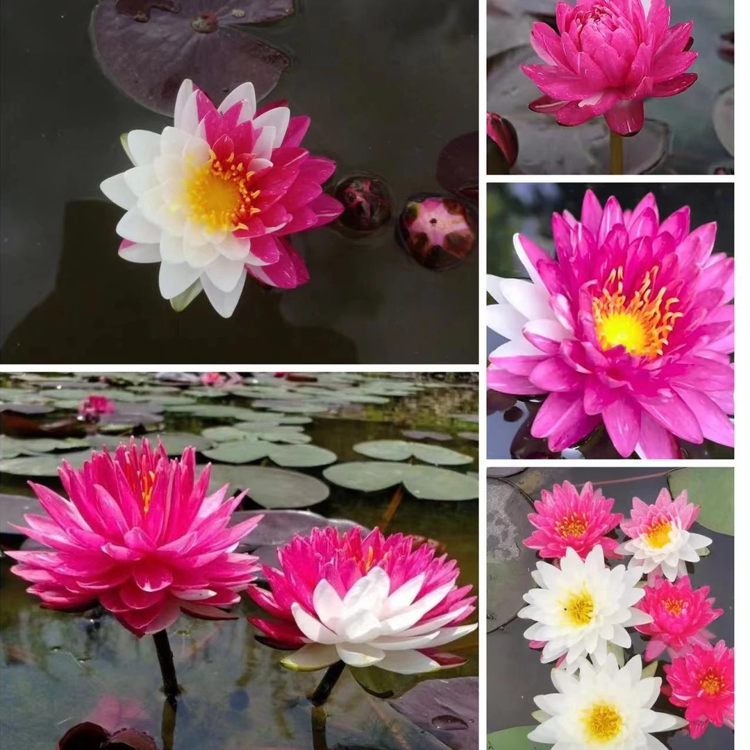 【夹克丰】带叶带花苞耐热耐寒大睡莲根块苗阳台庭院池塘水培植物