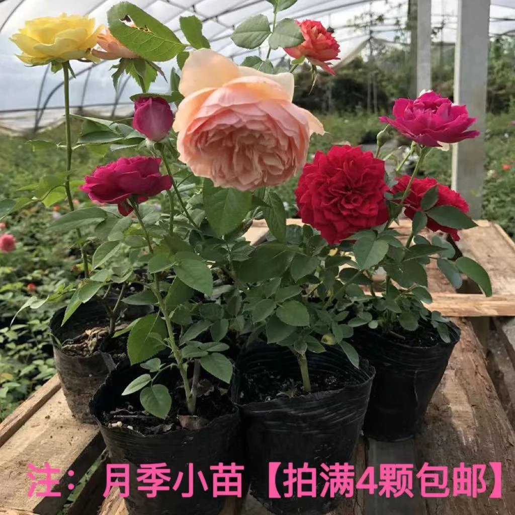 月季小苗品种不同苗型大小不同【小苗4颗包邮 】