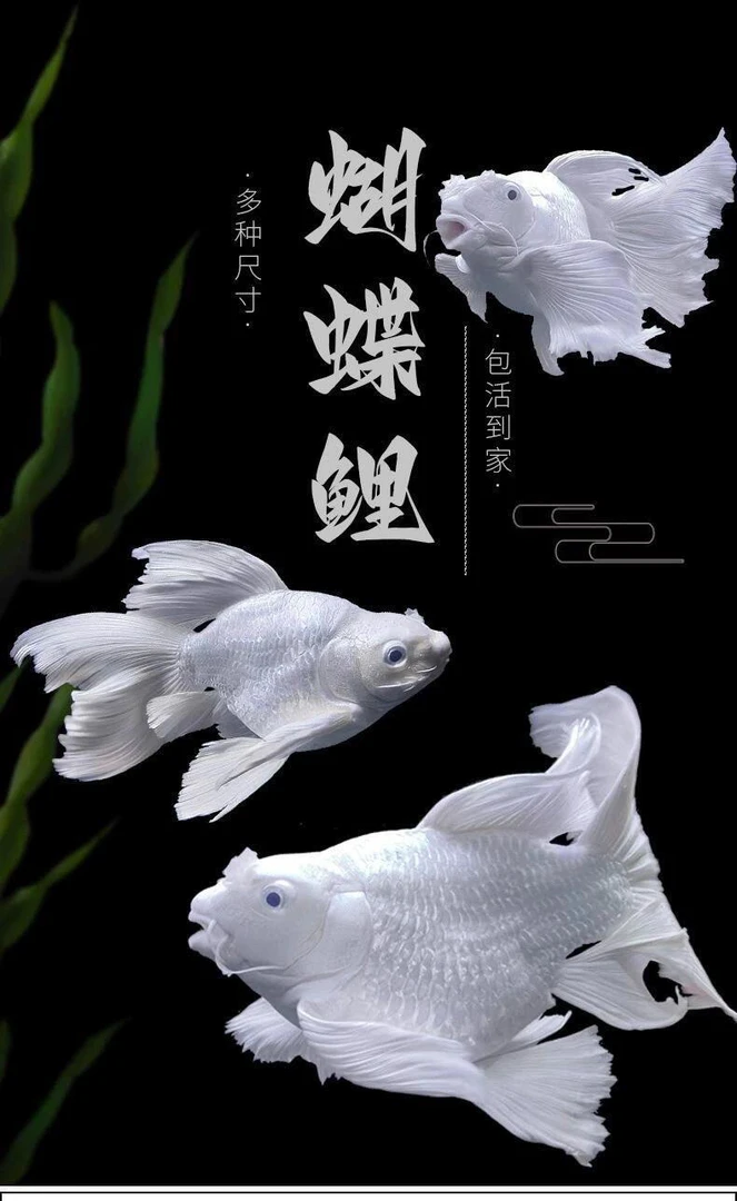 大型蝴蝶鲤观赏鱼淡水耐活好养龙凤鱼缸宠物