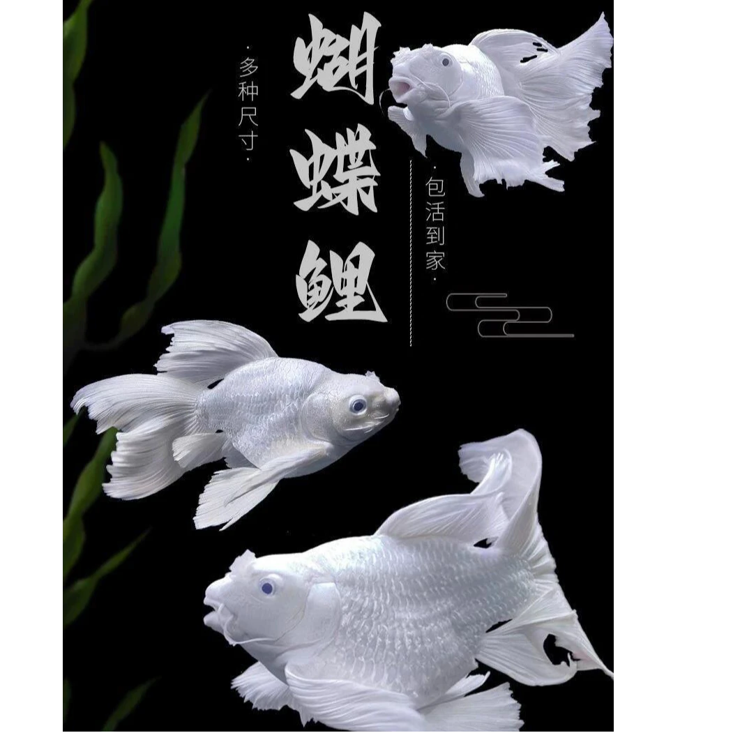 蝴蝶鲤观赏鱼淡水耐活好养