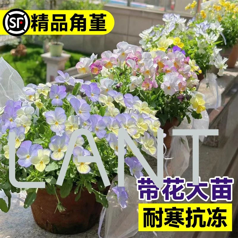 A角堇花苗盆栽皱边三色瑾花卉植物玫瑰红草花室内阳台带花耐寒