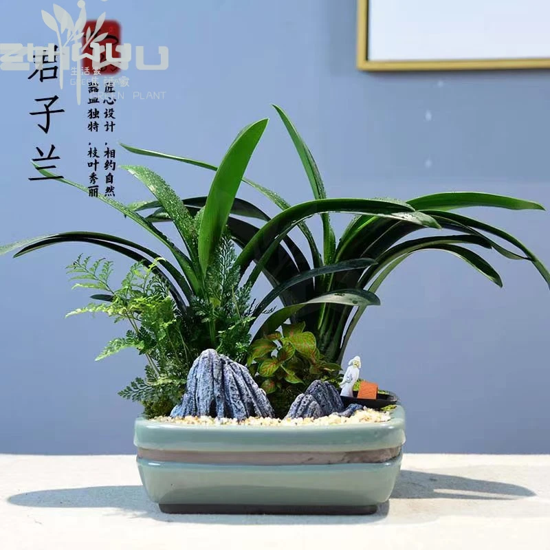 君子兰盆栽客厅办公盆景兰花绿植观花观叶植物花卉好养四季常青