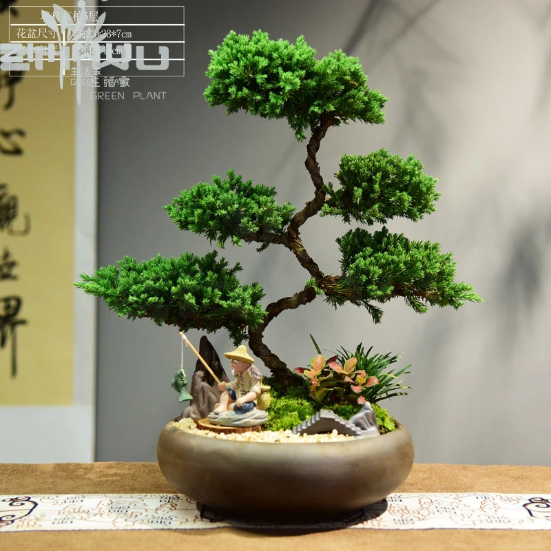 真柏盆景造型绿植室内盆栽办公客厅微景观四季常青好养美观