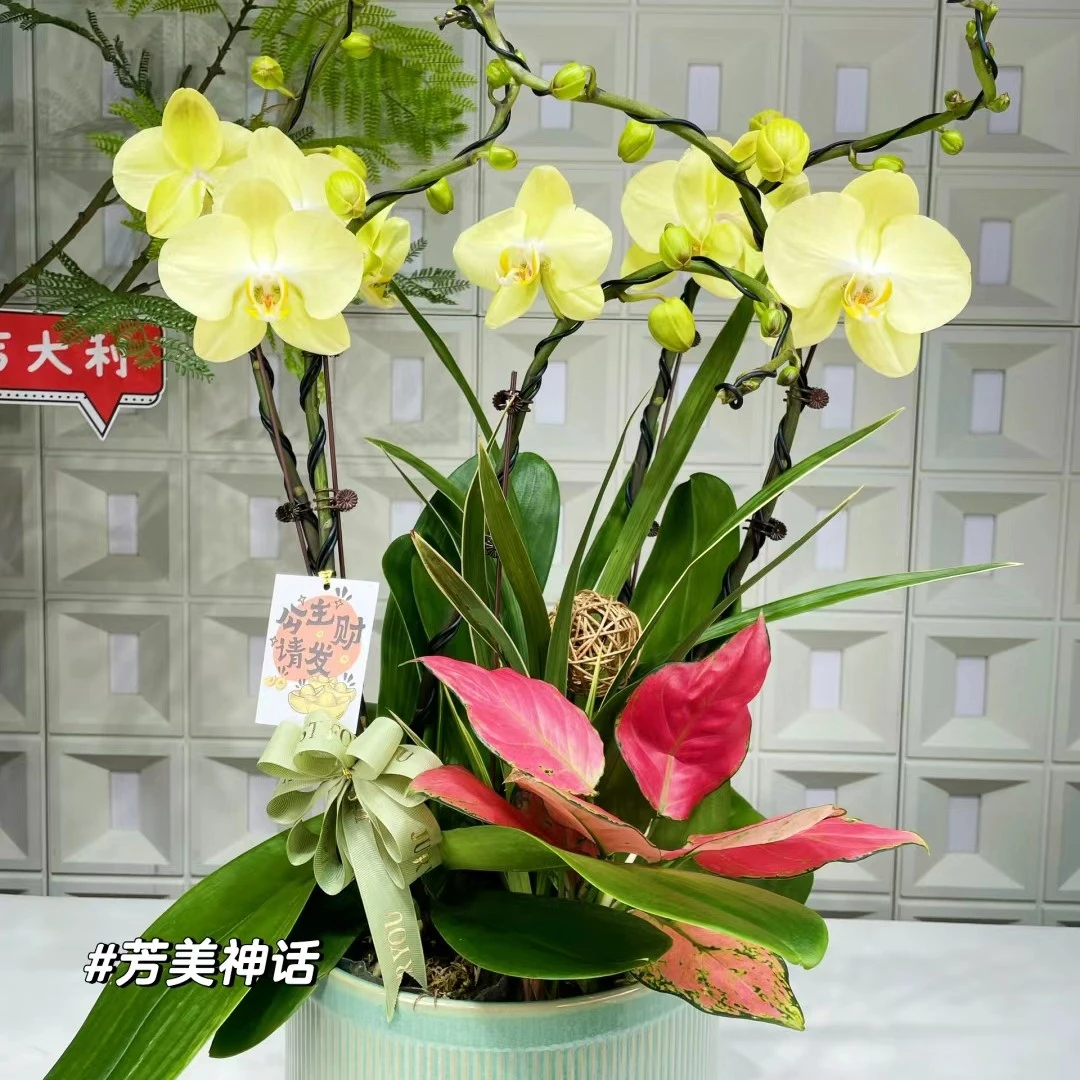 蝴蝶兰苗【芳美神话】，大花型，2.8寸杯，单花剑未开花