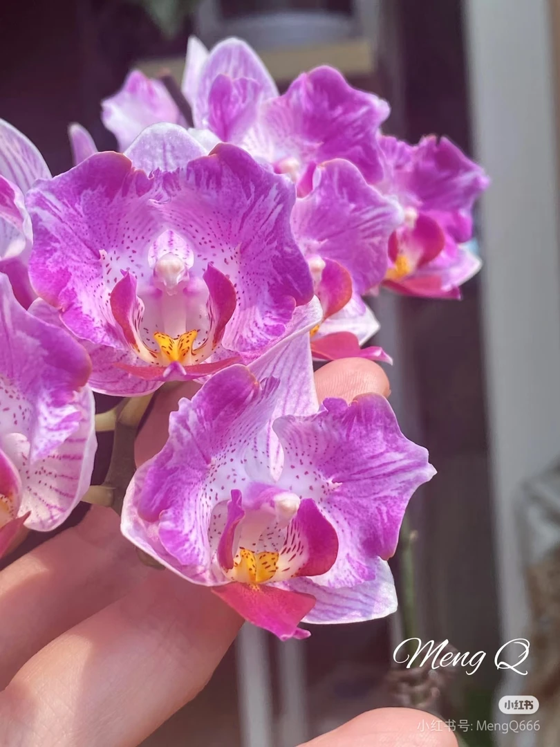 蝴蝶兰【风铃】2.8寸杯，单花剑未开花