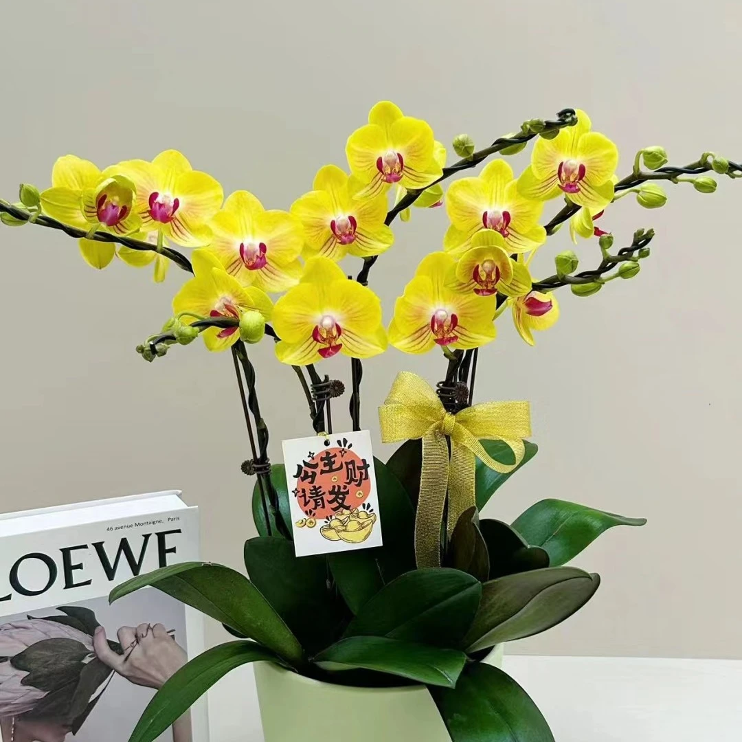 蝴蝶兰【金公主】2.8寸杯，单花剑未开花