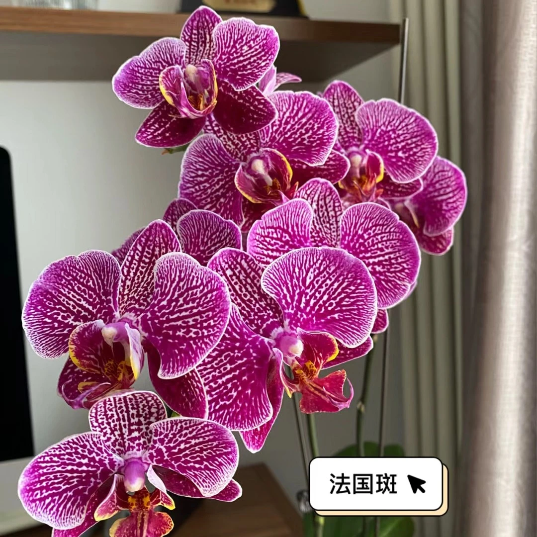 蝴蝶兰苗【法国斑】大花型，2.5寸杯，单花剑未开花