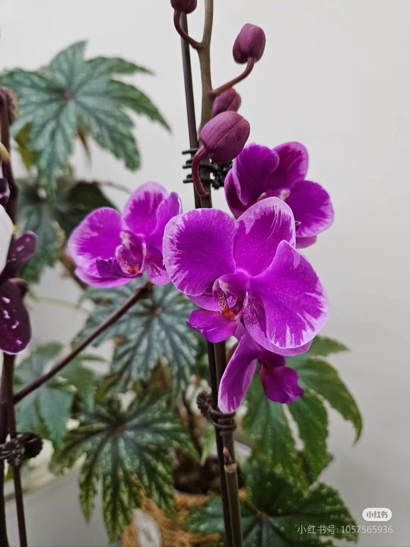 蝴蝶兰处理苗【插角满天红】2.8寸杯瑕疵处理苗，单花剑，未开花