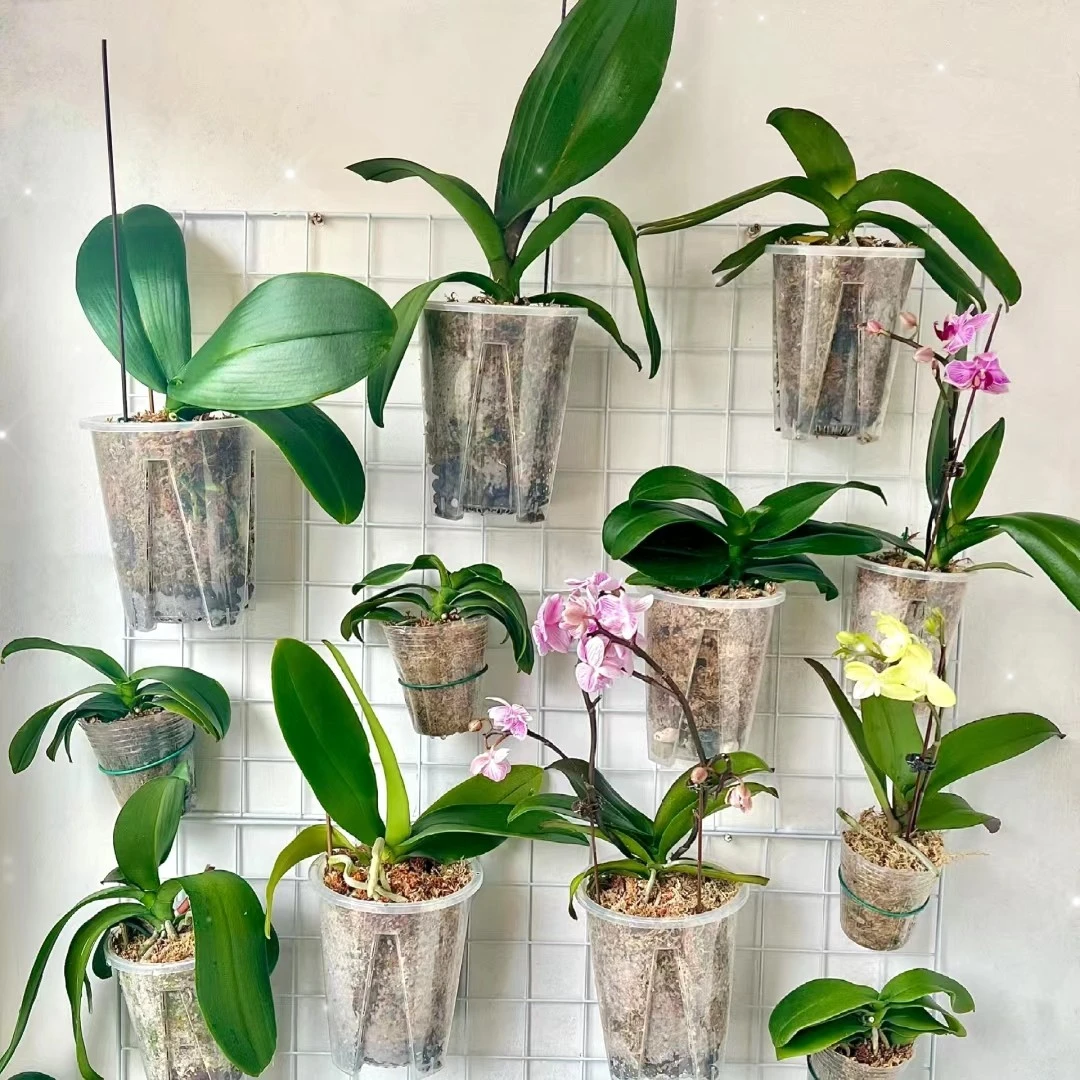 蝴蝶兰【盲盒】10颗，大大大破损苗瑕疵苗花后苗，无售后介意勿拍