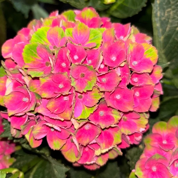 魔幻夏洛特 带盆带土发货 复古色 绣球花