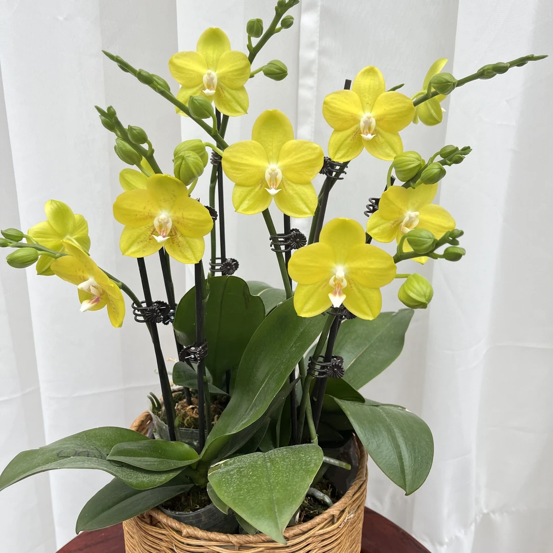 蝴蝶兰【吉祥如意】开花福利