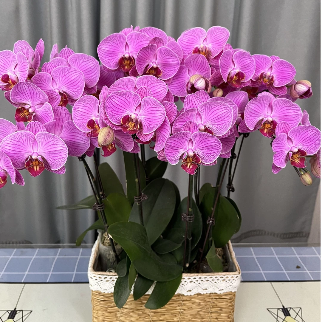 【玉玲珑】开花福利