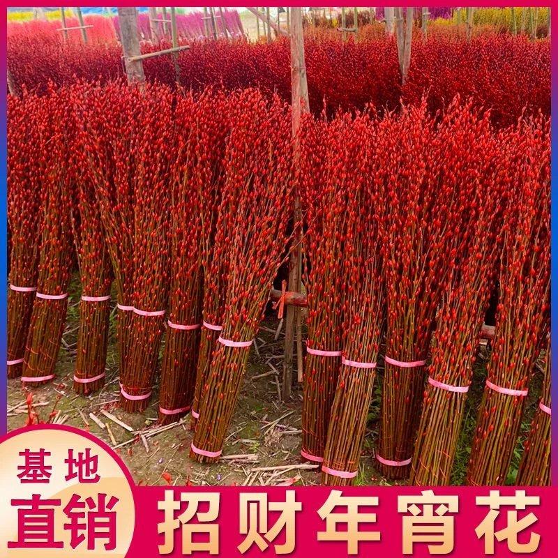 招财红色银柳干花真花鲜枝耐寒年宵花春节花卉卧室客厅摆放装饰花