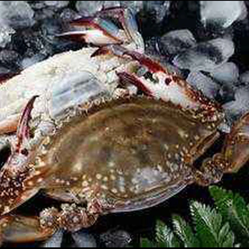 小娘蟹 母蟹 肥蟹鲜活发货梭子蟹 2.5-4两/只 8-11只约3斤小时达活率高 次日达【保鲜不保活】