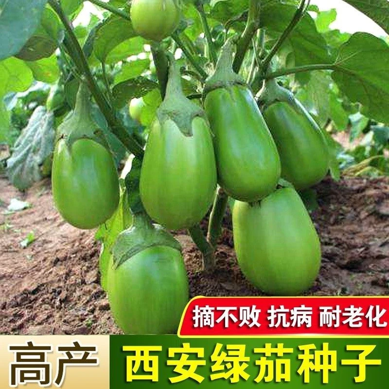 绿罐茄种子茄子种籽高产四季蔬菜种子青茄子绿皮耐寒春季秋菜种子