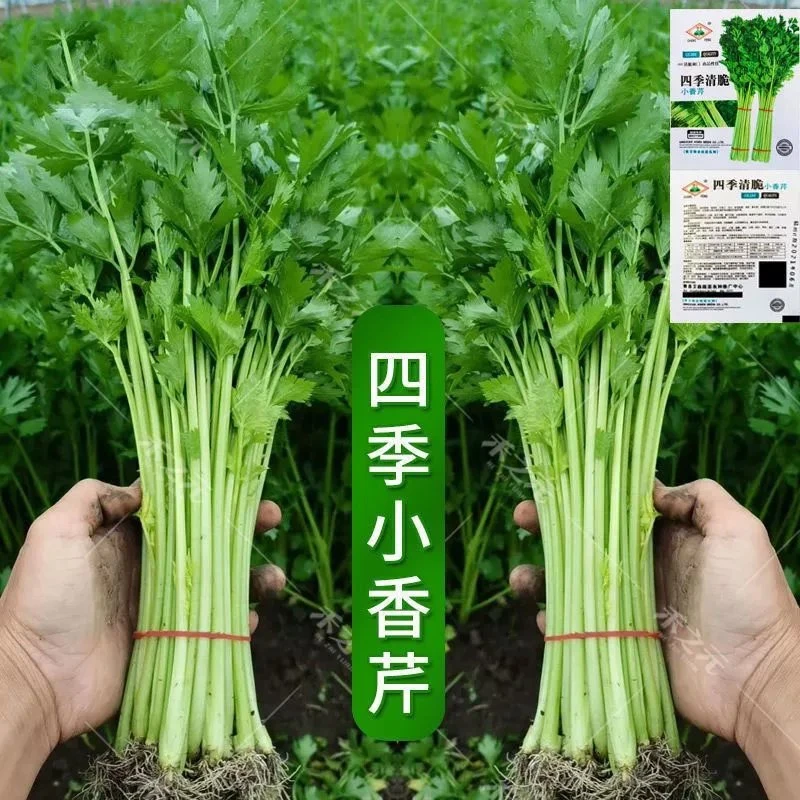 四季小香芹种子耐热芹菜苗种籽芹菜种子易种青菜蔬菜种农家菜籽