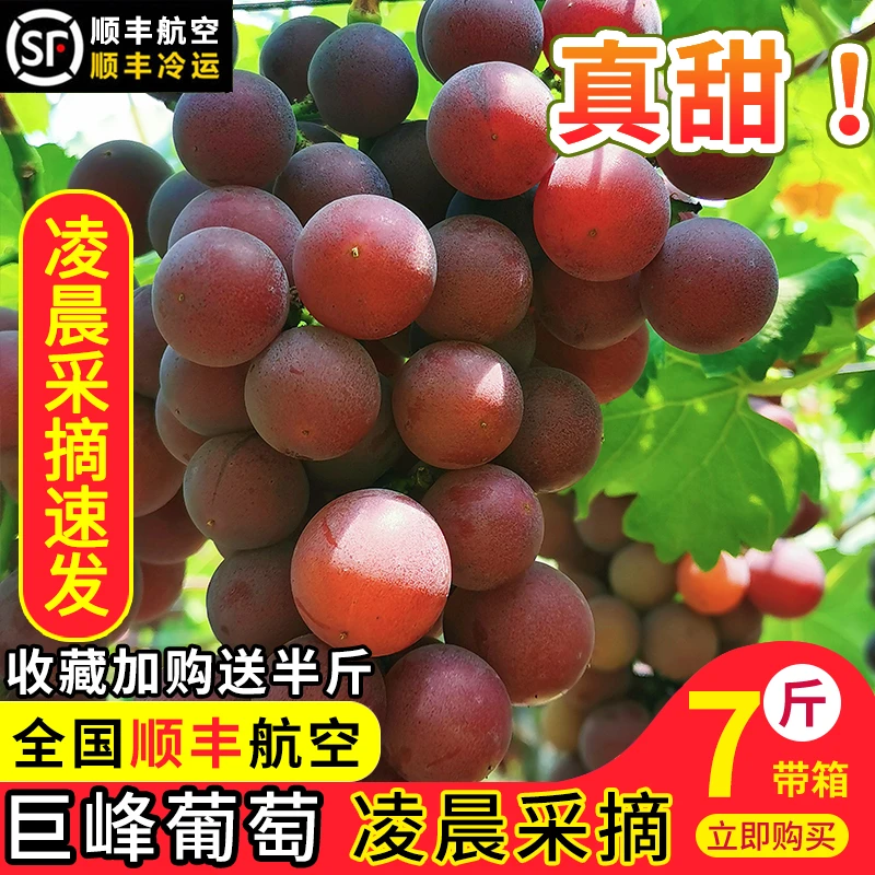 顺丰冷链浦江巨峰葡萄5斤当季新鲜水果纯甜大果整串果园现摘纯甜