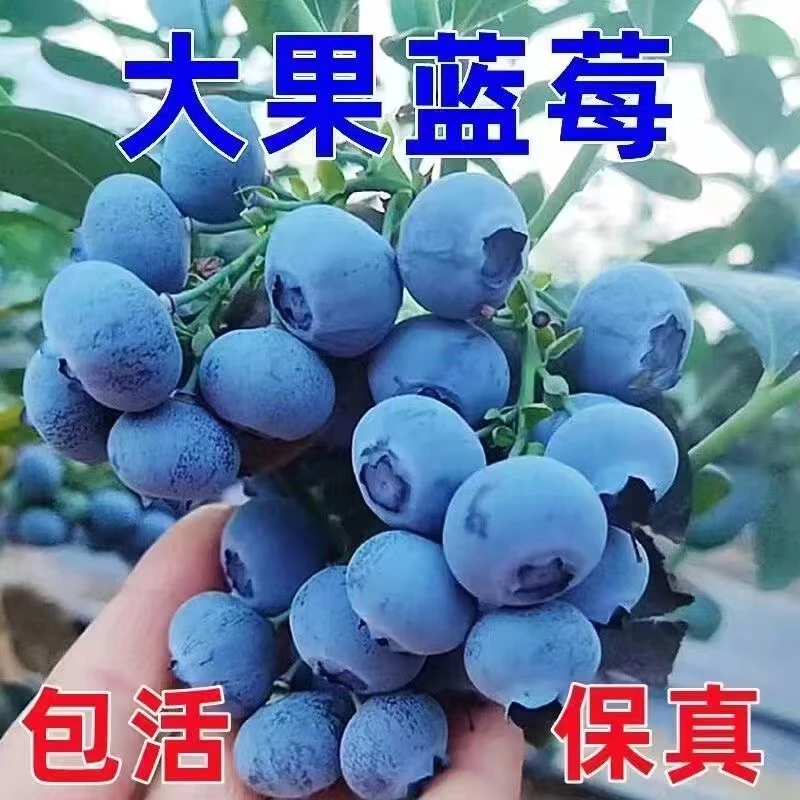 【抢！一物一拍】大果蓝莓苗阳台庭院种植蓝莓苗盆栽地栽蓝莓树