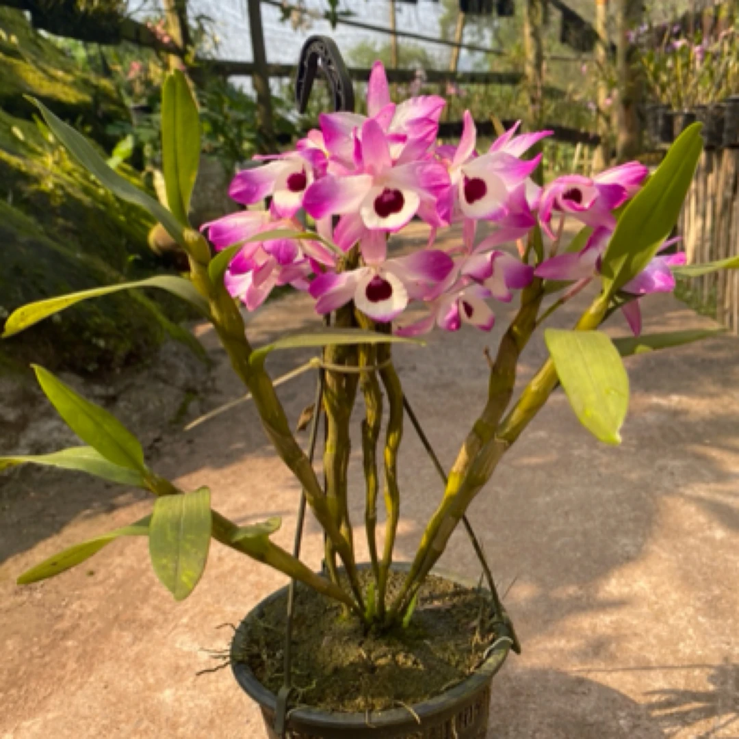 金钗盆栽兰花(带盆发货)完全种活石斛花鸢尾花石斛兰