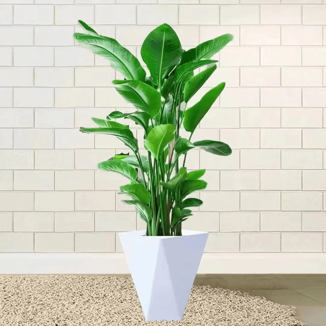 天堂鸟90-100四株苗绿植居家办公室网红好养送肥料白色菱形盆