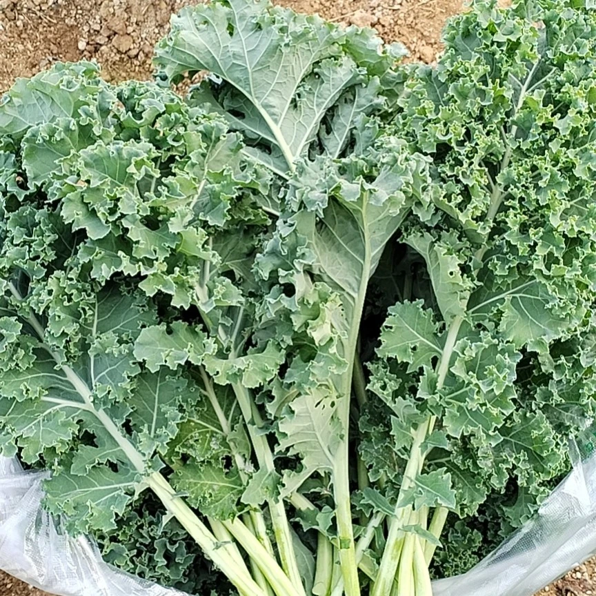 新鲜羽衣甘蓝嫩叶可榨汁凉拌的西餐沙拉蔬菜。新乡市农科院基地