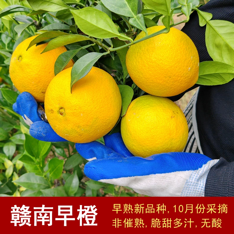 赣南早熟脐橙特早橙江西橙子新鲜水果当季整箱脆甜无酸赣南特产