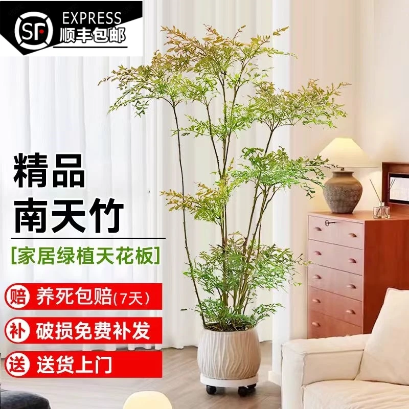 造型南天竹客厅办公室绿植水培好养【一颗2-3分枝发货】