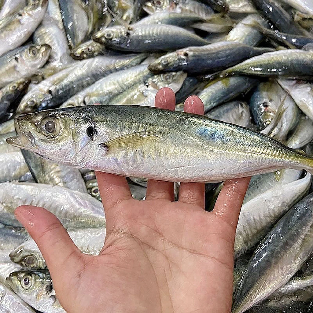 【4斤新鲜巴浪鱼】广东新鲜海鱼新鲜巴浪小海鱼冰鲜海鱼发货