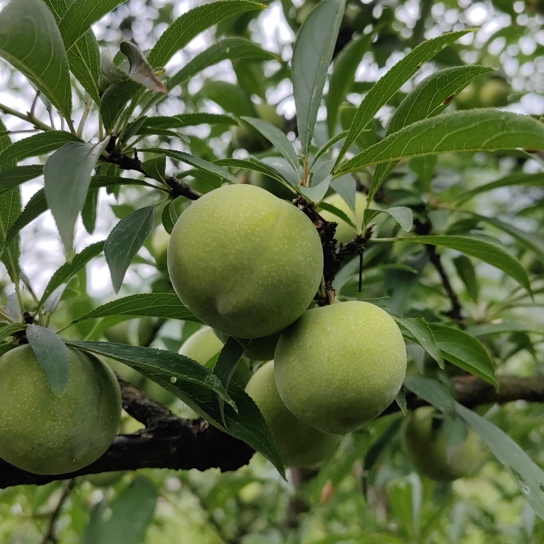 5斤申通陆运包邮